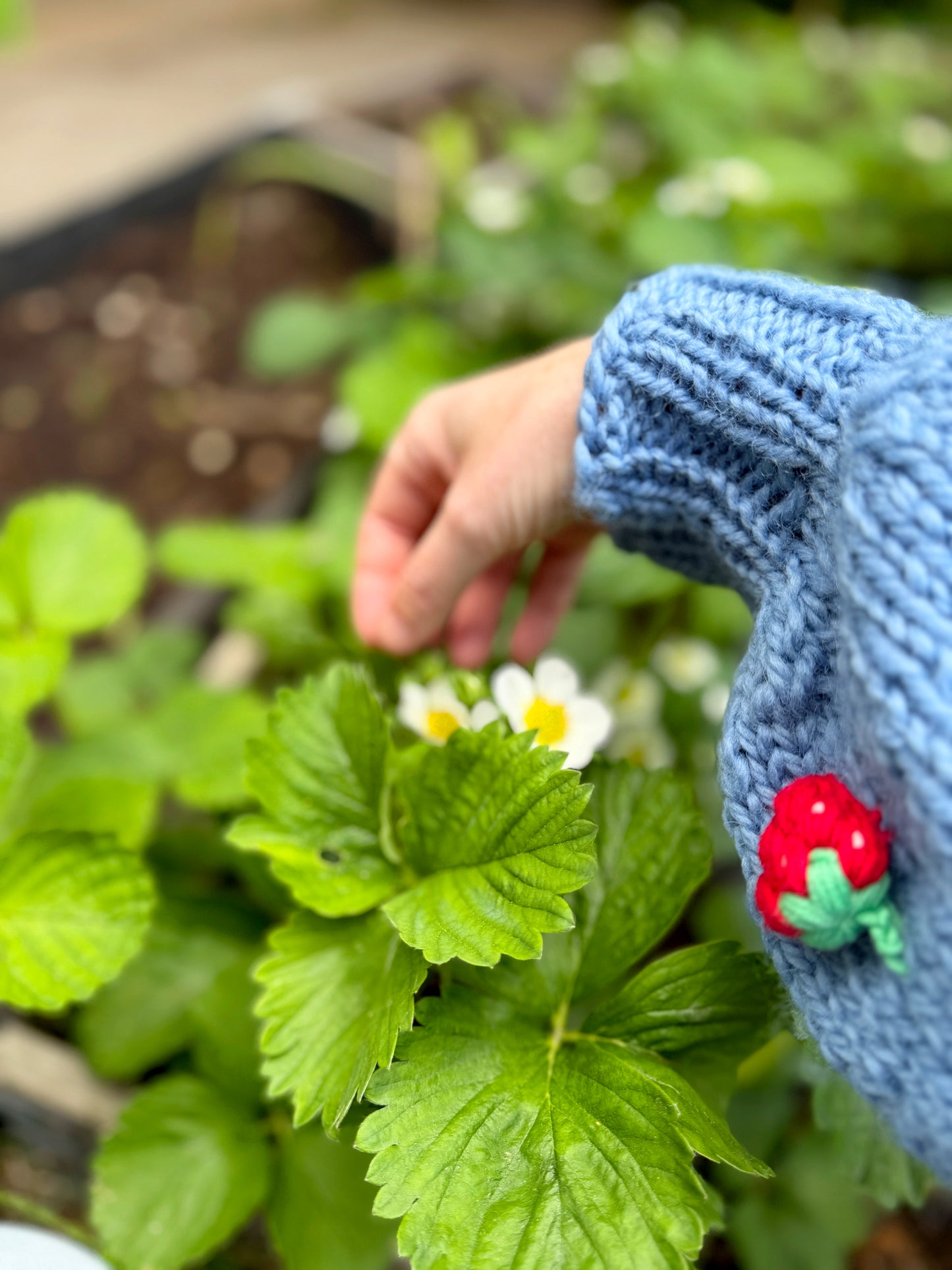 Jordbær- og blomsterjakka: Strikkepakke med garn og oppskrift